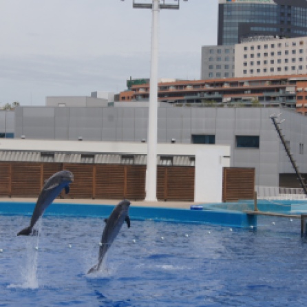 Delfiny. Oceanarium